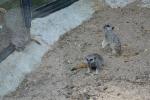 2013 07 06 beauval 082